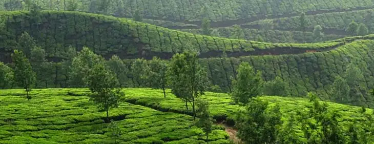 Experience the Beauty of Devikulam Hill Station