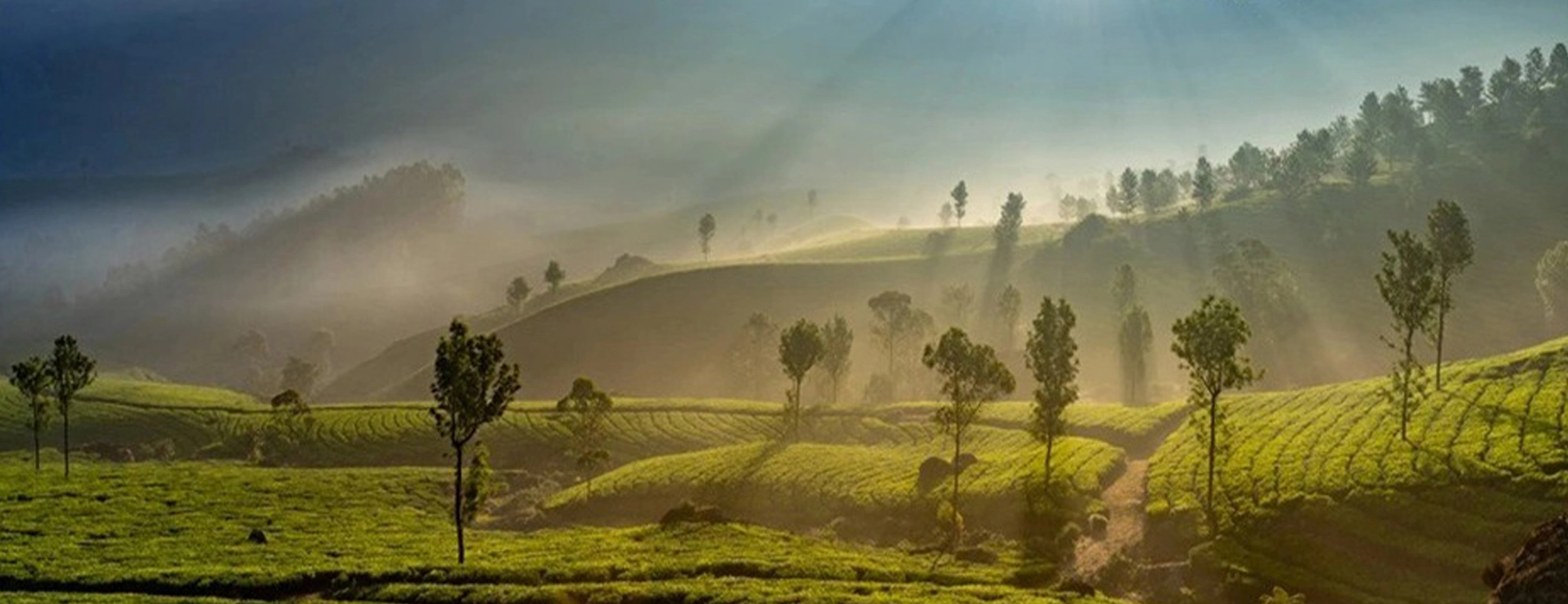 Experience the Magic of Misty Viewpoints in Munnar
