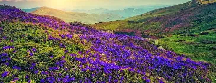 Is Neelakurinji Blooming in Munnar This Season?